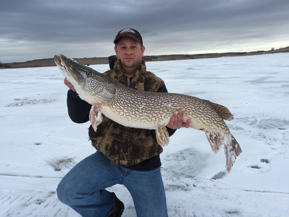 Lake Sakakawea Fishing Guide North Dakota ( ND )
